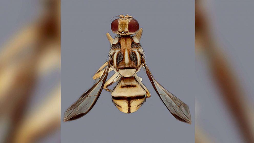 Một địa phương ở Mỹ phát lệnh ‘cách ly’ vì ruồi đục quả