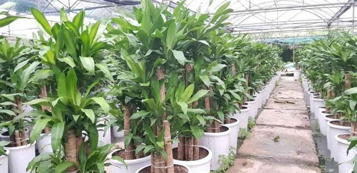 7 loại cây nên trồng trong nhà vì tốt cho sức khoẻ