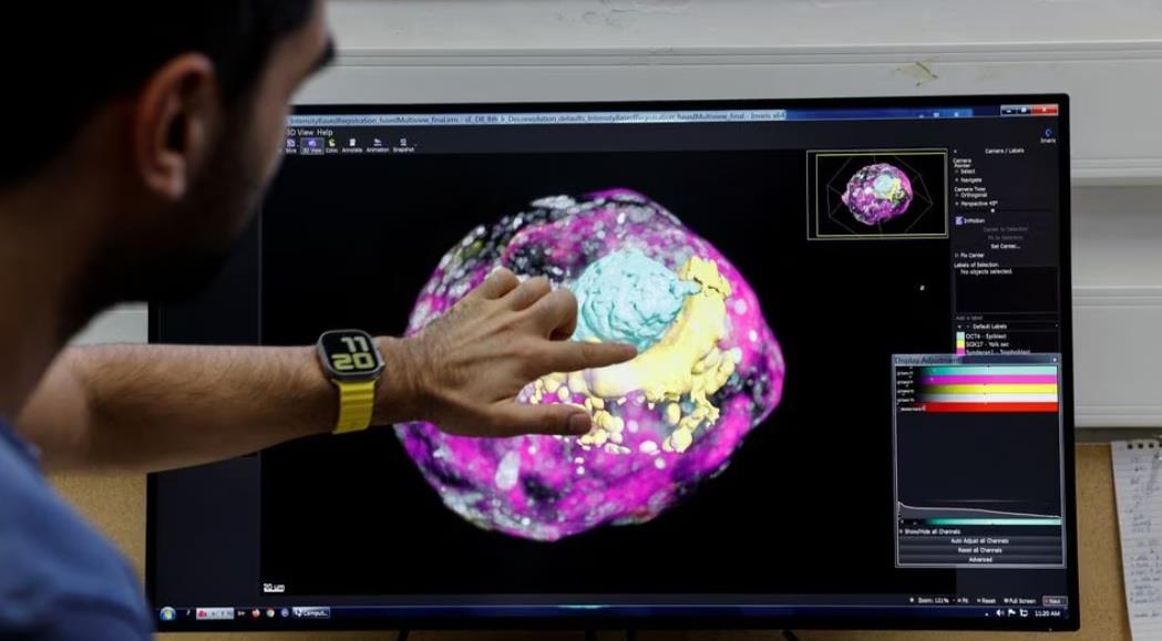 Israel tạo ra mô hình phôi thai không cần trứng và tinh trùng