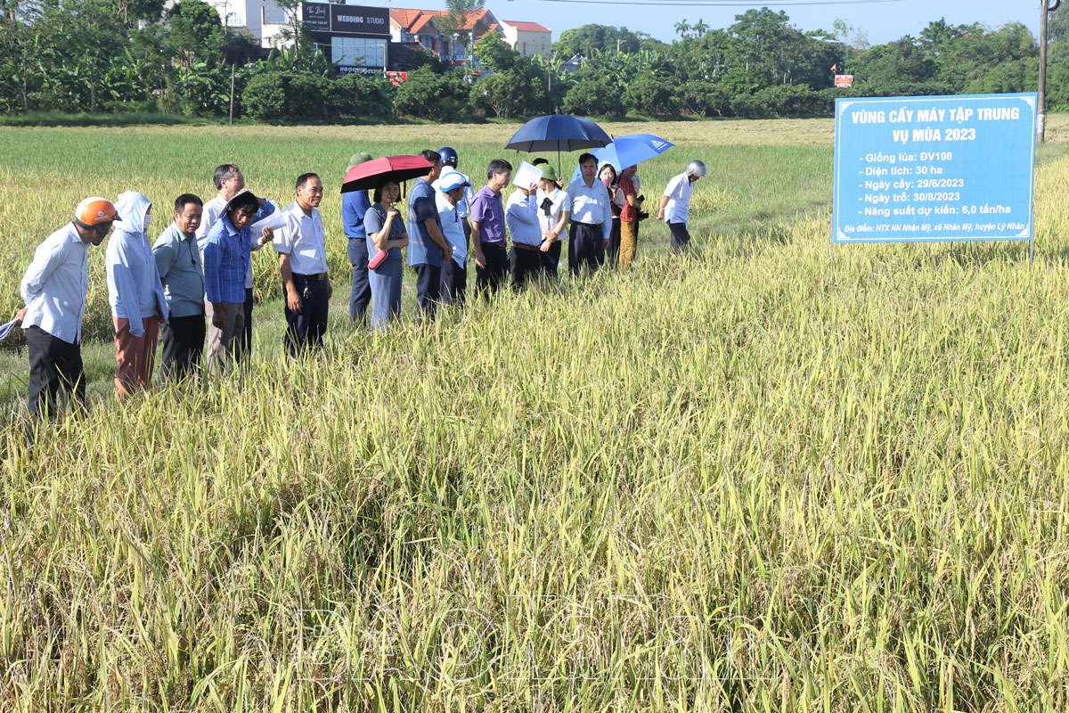 Tổng kết Đề án “Phát triển dịch vụ mạ khay, cấy máy tỉnh Hà Nam giai đoạn 2020 – 2023”:Lúa cấy máy cho giá trị cao hơn các phương pháp gieo cấy khác từ 7 – 10 triệu đồng/ha