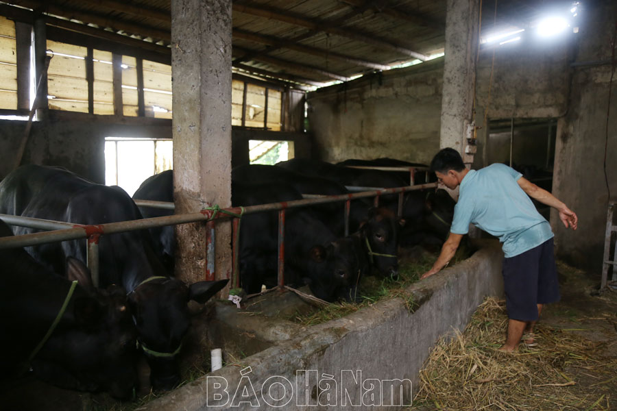Hiệu quả chăn nuôi bò thịt, bò sinh sản ở Vũ Bản
