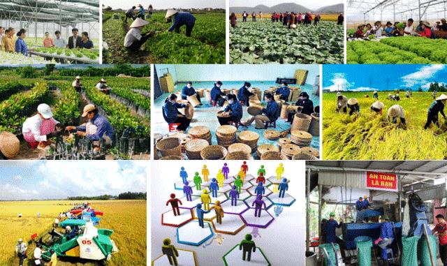 Đề xuất phân loại hợp tác xã theo 4 quy mô