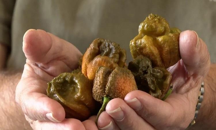 Pepper X soán ngôi ớt cay nhất thế giới, cay hơn cả xịt chống gấu