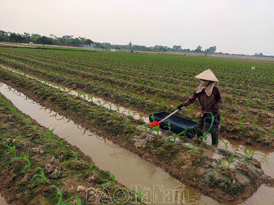 Lý Nhân tập trung sản xuất vụ đông