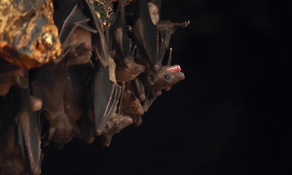 5 điểm đến linh thiêng ở châu Á 'đáng sợ' hơn Halloween