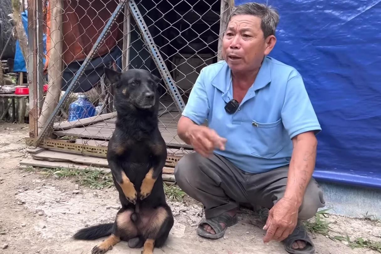 5 chú chó thay nhau phụ giúp bán vé số cho chủ ở miền Tây