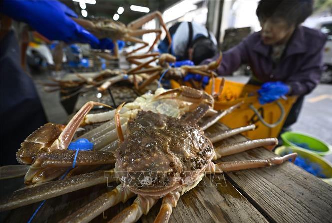 Một con cua tuyết được bán với giá kỷ lục hơn 66.000 USD