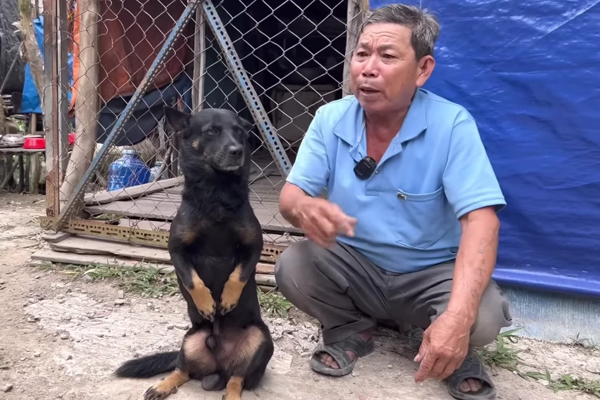 5 chú chó thay nhau phụ giúp bán vé số cho chủ ở miền Tây