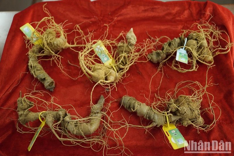 5 củ sâm Ngọc Linh đầu tiên được gắn chip định danh