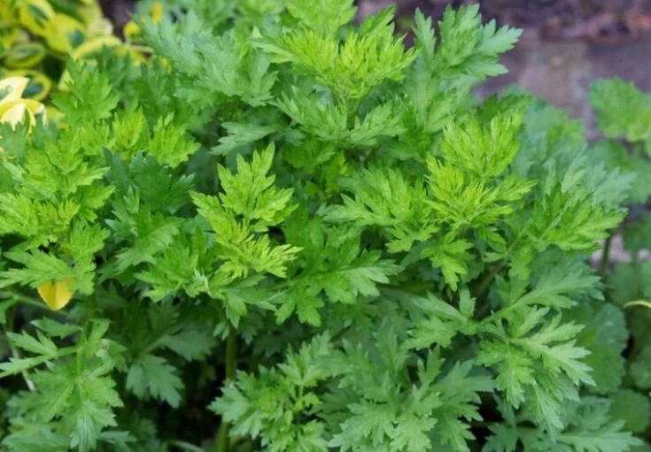 Tại sao lá ngải cứu được gọi là vua của các loại thảo mộc?