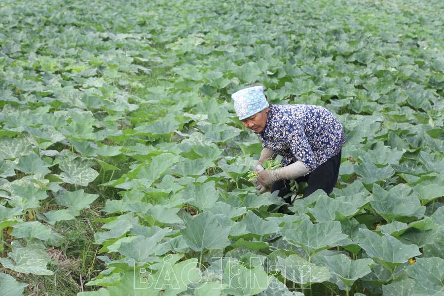 An Ninh đẩy mạnh phát triển cây trồng hàng hóa vụ đông