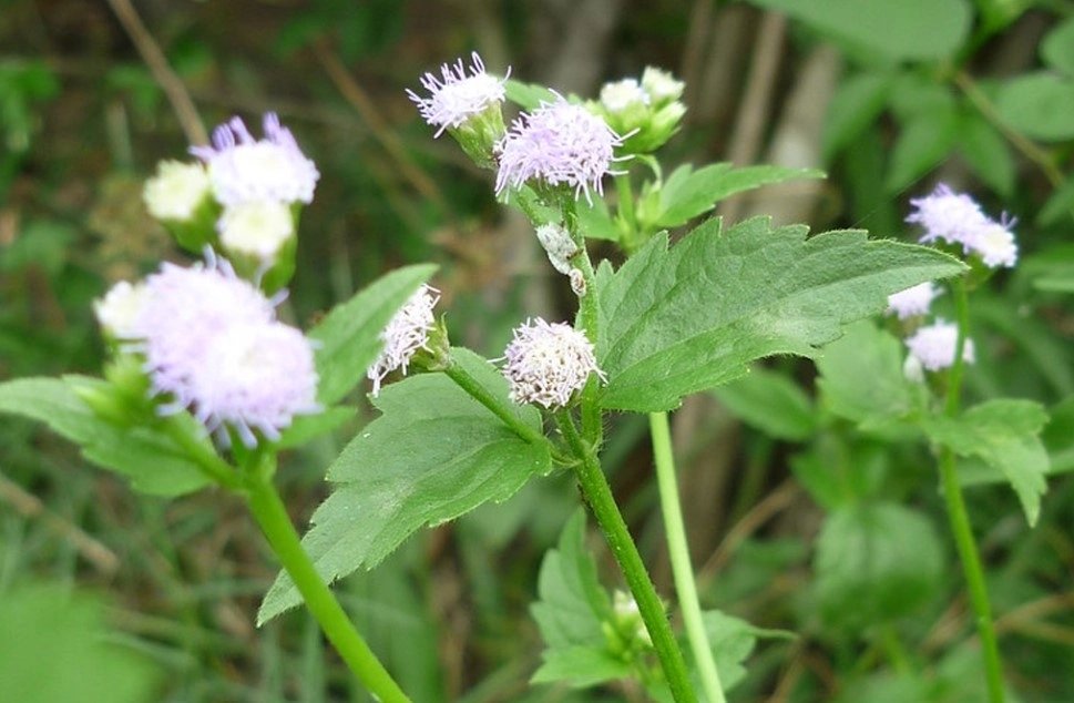 Loại cây có tên rất xấu nhưng lại được sử dụng nhiều để chữa bệnh