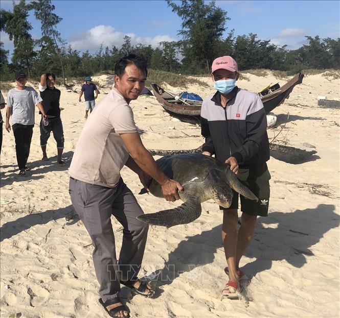 Kịp thời cứu hộ rùa biển quý hiếm nặng 40kg