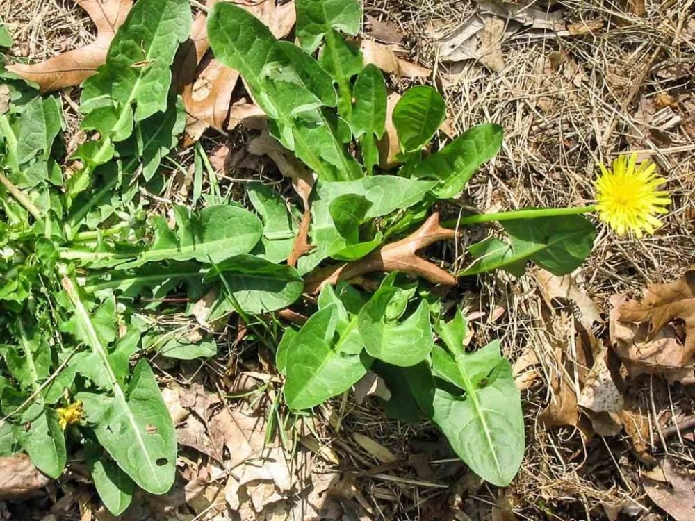 Bài thuốc từ cây bồ công anh trong hỗ trợ chữa viêm gan cấp tính