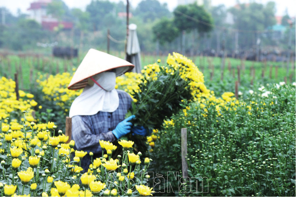 Nghề trồng hoa tạo diện mạo mới cho vùng đất bãi ven sông