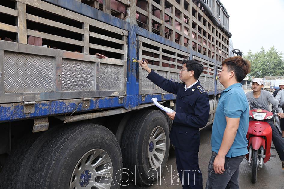 Giá lợn thịt tăng dịp Tết Nguyên đán