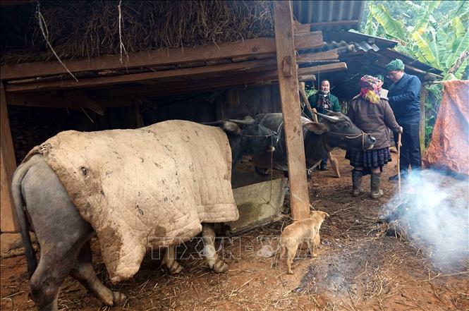 Thủ tướng Chính phủ chỉ đạo chủ động phòng, chống rét đậm, rét hại kéo dài