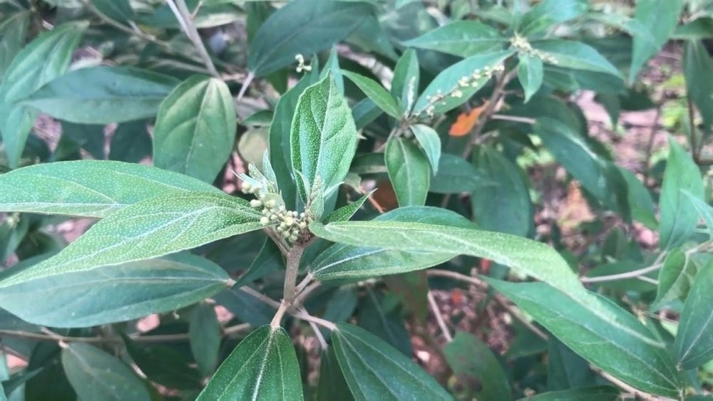 Một số loại thảo dược tốt cho sức khỏe