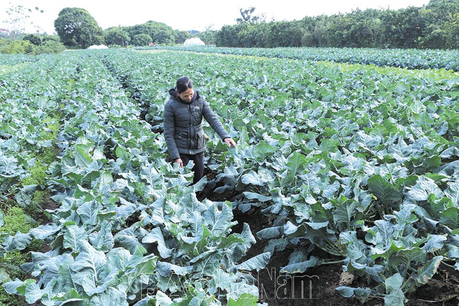 Rau xanh tăng giá dịp giáp Tết Nguyên đán