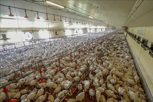 Campuchia ghi nhận ca thứ hai mắc cúm gia cầm ở người trong năm 2024