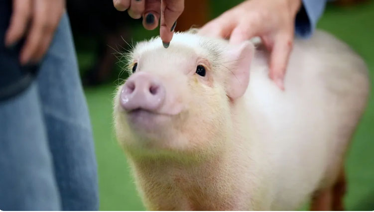 Độc đáo quán cà phê những chú lợn cưng tại Nhật Bản