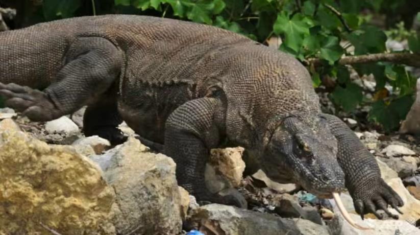 Komodo – Loài rồng độc nhất trong đời thực