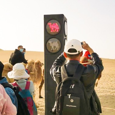 Khu du lịch Trung Quốc lắp đèn giao thông cho lạc đà trên sa mạc