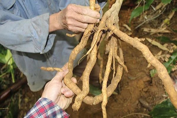 Tăng cường sức khỏe nhờ thảo dược dân gian