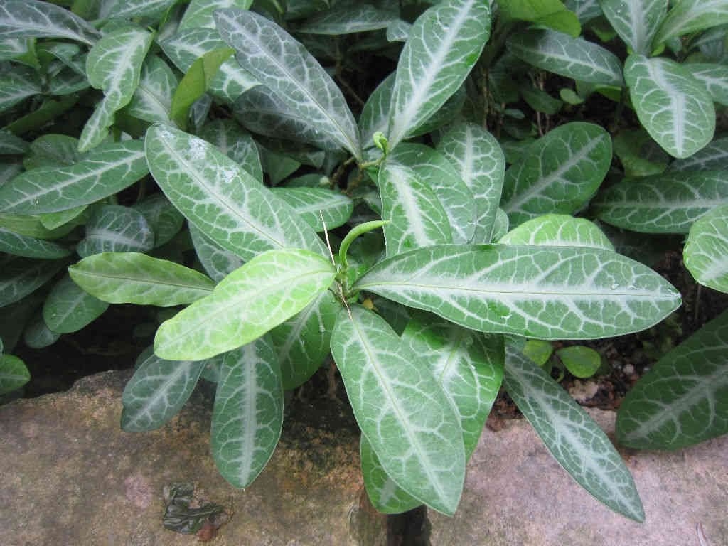 Tác dụng của cây lưỡi nhân đối với sức khoẻ