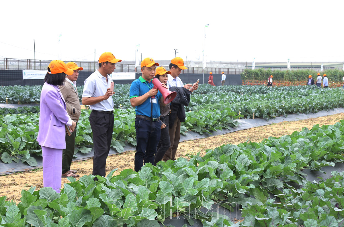 Tham quan, đánh giá một số giống rau, củ, quả mới