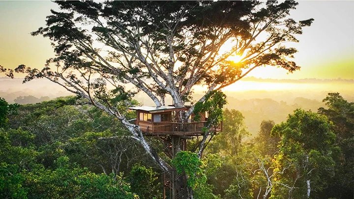 Lớp học trên cây