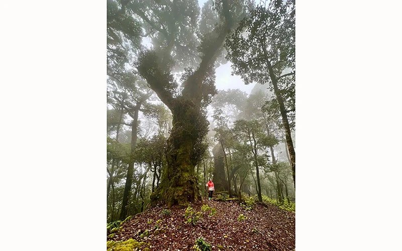 Xuyên rừng nguyên sinh chinh phục đỉnh U Bò