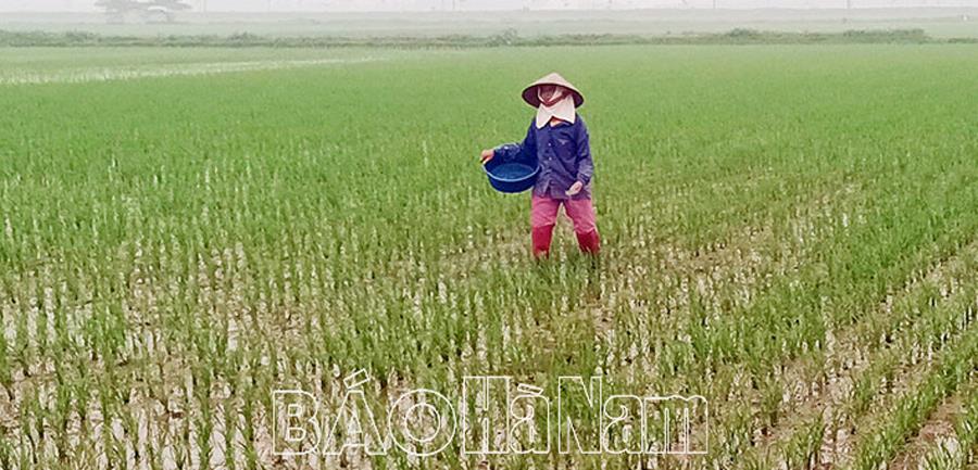 Nhân rộng diện tích cấy lúa bằng máy