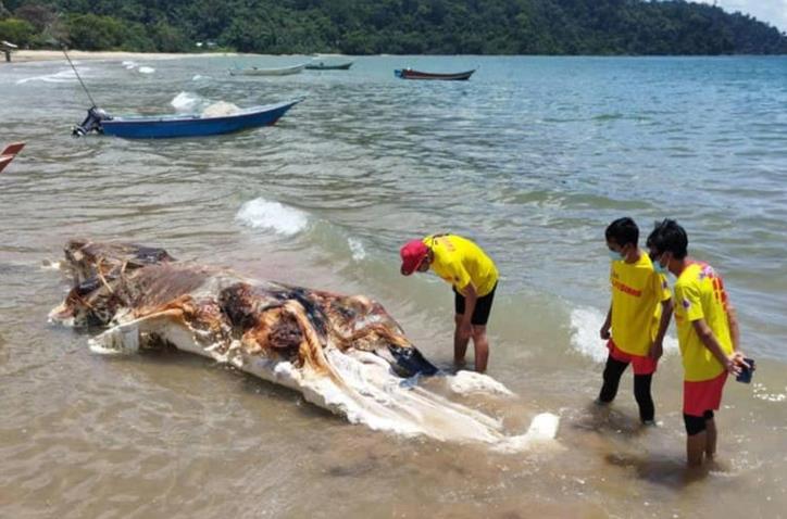 Sinh vật lạ như khối thịt khổng lồ trôi dạt vào bờ biển gây tò mò