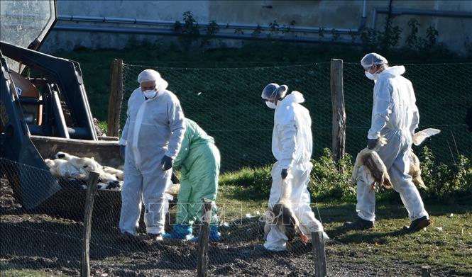 WHO đặc biệt lo ngại khi xuất hiện các ca mắc cúm gia cầm ở người và động vật