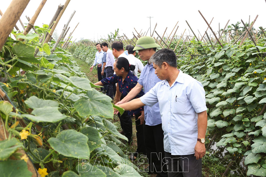 Đánh giá mô hình trình diễn sử dụng phân bón hữu cơ Lucavi Organic Fish