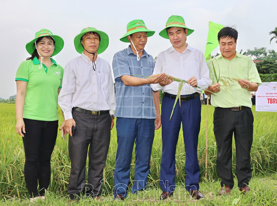 Xây dựng 3 mô hình đánh giá giống lúa thuần chất lượng TBR87