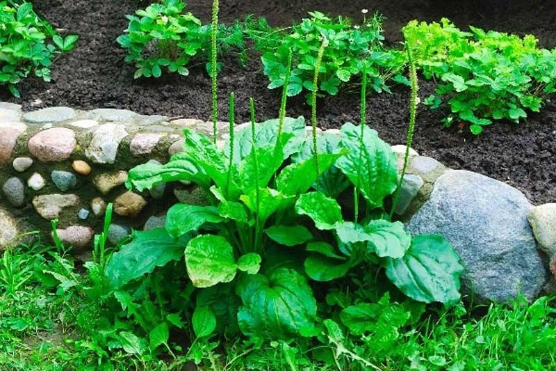 Nước lá mã đề có tác dụng chữa bệnh tuyệt vời ra sao?