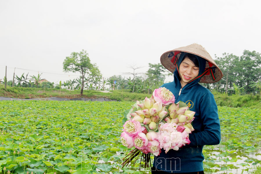 Duy Hải phát triển và nhân rộng mô hình trồng sen, súng
