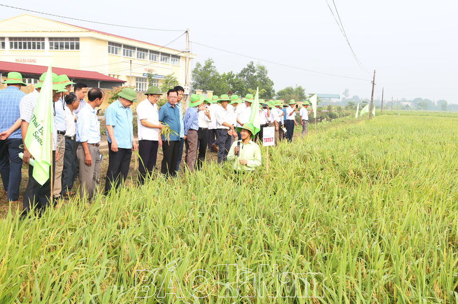 Triển khai sản xuất vụ mùa 2024, vụ đông năm 2024 – 2025