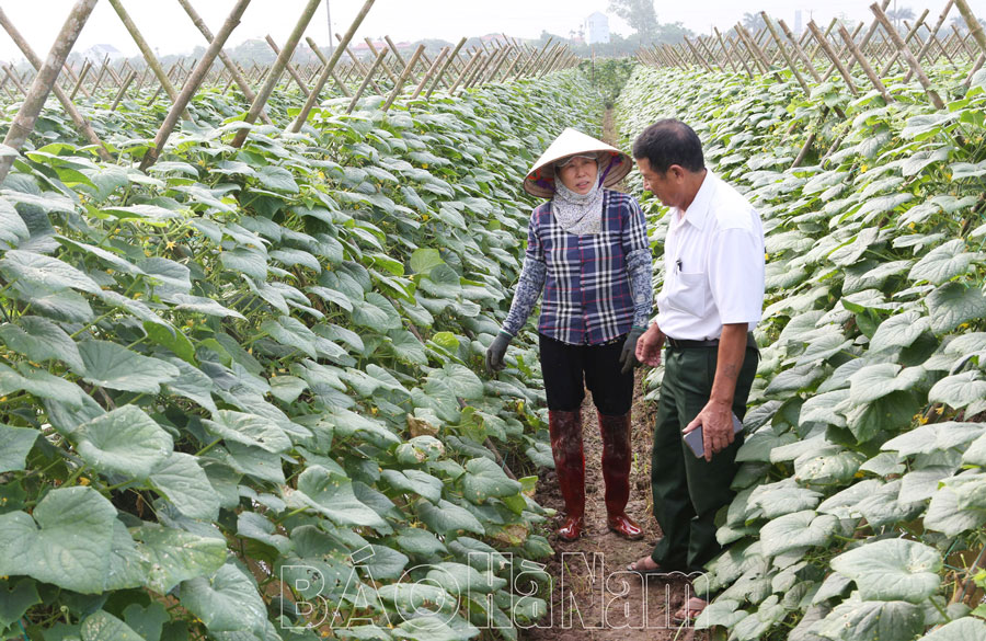 Nâng cao chất lượng hoạt động HTXNN ở Lý Nhân