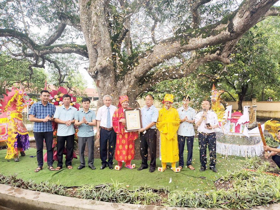 Cây Muỗm đình Ngò được công nhận cây Di sản Việt Nam