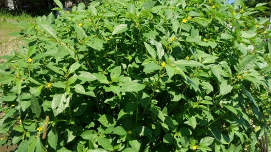 Những lợi ích của cây rau đay