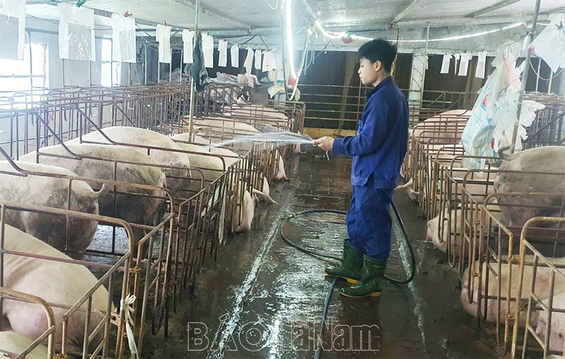 Chủ động phòng, chống nắng nóng cho đàn vật nuôi