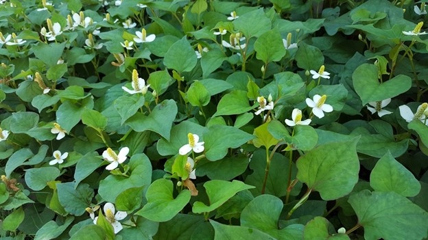 Loại “thuốc bổ tự nhiên” cực tốt nhưng lại ít người ngó đến