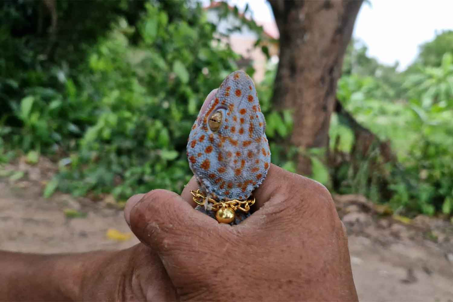 Tặng dây chuyền vàng cho tắc kè sau khi trúng xổ số