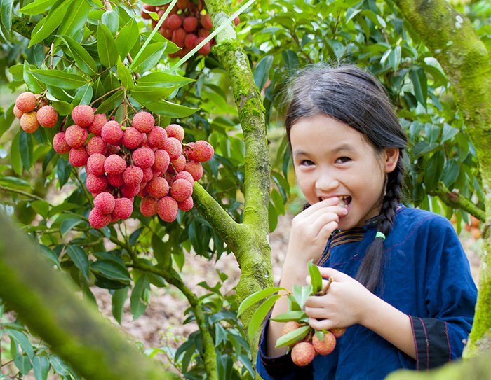 Mùa hạ - mùa trái chín ngọt lành
