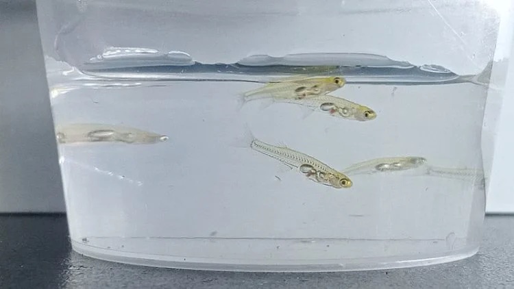 Loài cá tí hon nhưng phát ra âm thanh như tiếng máy bay cất cánh