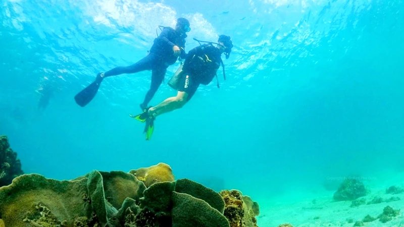 Du lịch lặn biển ngày càng hấp dẫn du khách