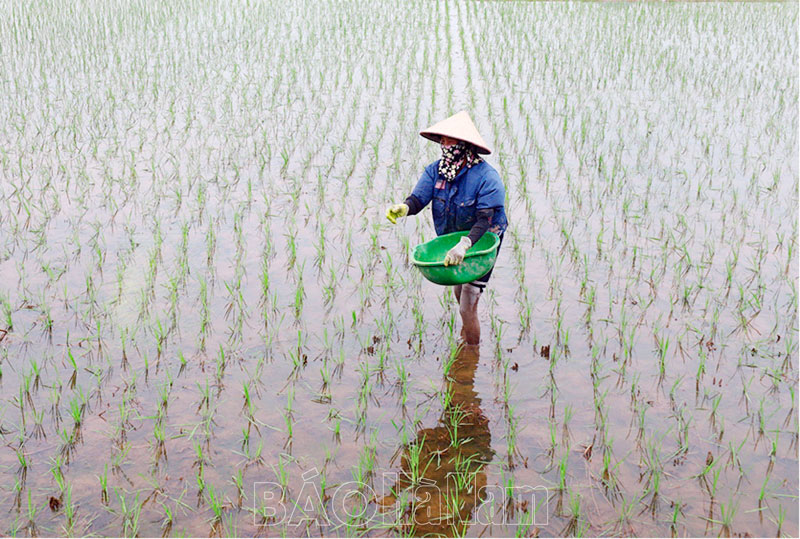 Chủ động phòng, chống các đối tượng dịch hại